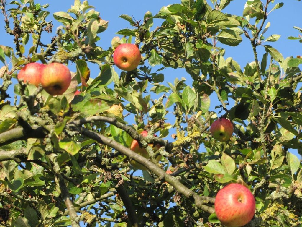 Bed En Breakfast In Het Fruit Zuidoostbeemster Zewnętrze zdjęcie